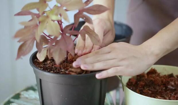 美术联考 | 植物怎么养才能度夏?比起这3个小技巧,它更需要你