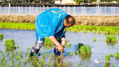 情侣插秧的100种方法(夫妻共同劳动、农田耕作技巧)