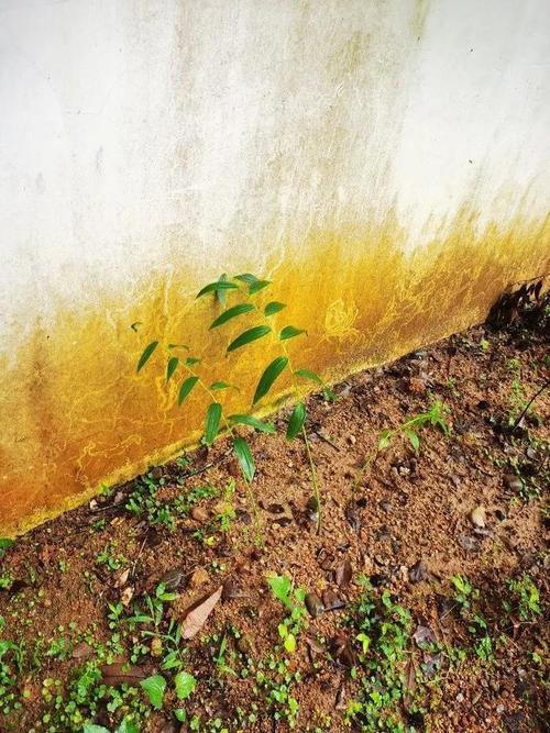 野草乱码：一区四区，你知道它们的区别吗？