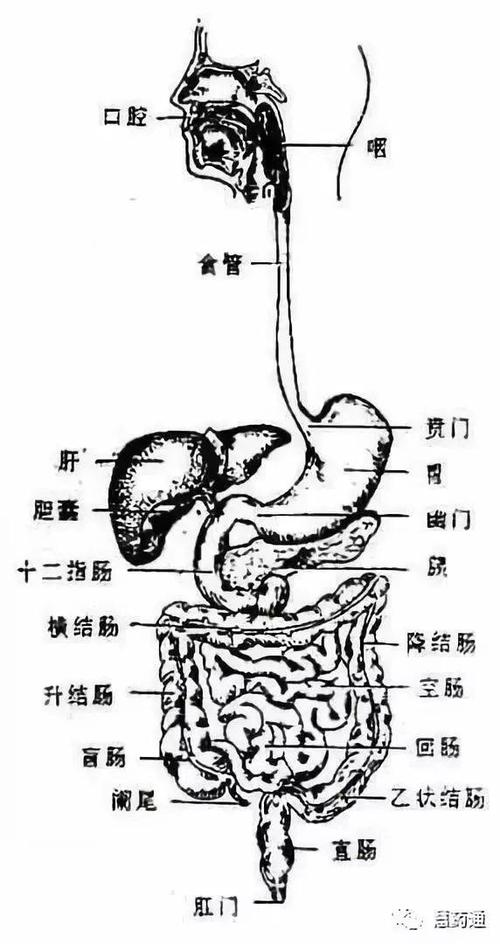 人体分泌胆汁的器官是(人体最大的消化腺器官)