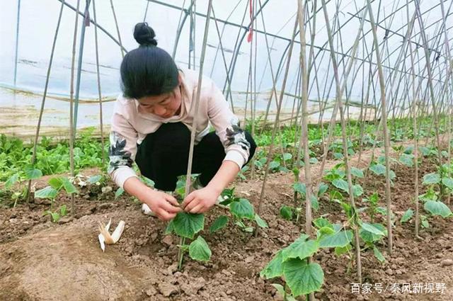 种菜看视频赚钱(种菜种出百万身家,视频种菜带你轻松致富)