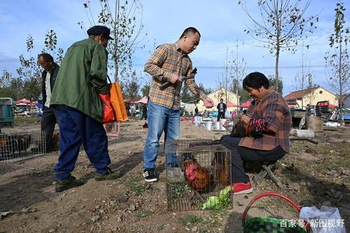 集市怎样拍好看视频赚钱(集象怎么在电脑看视频赚钱)