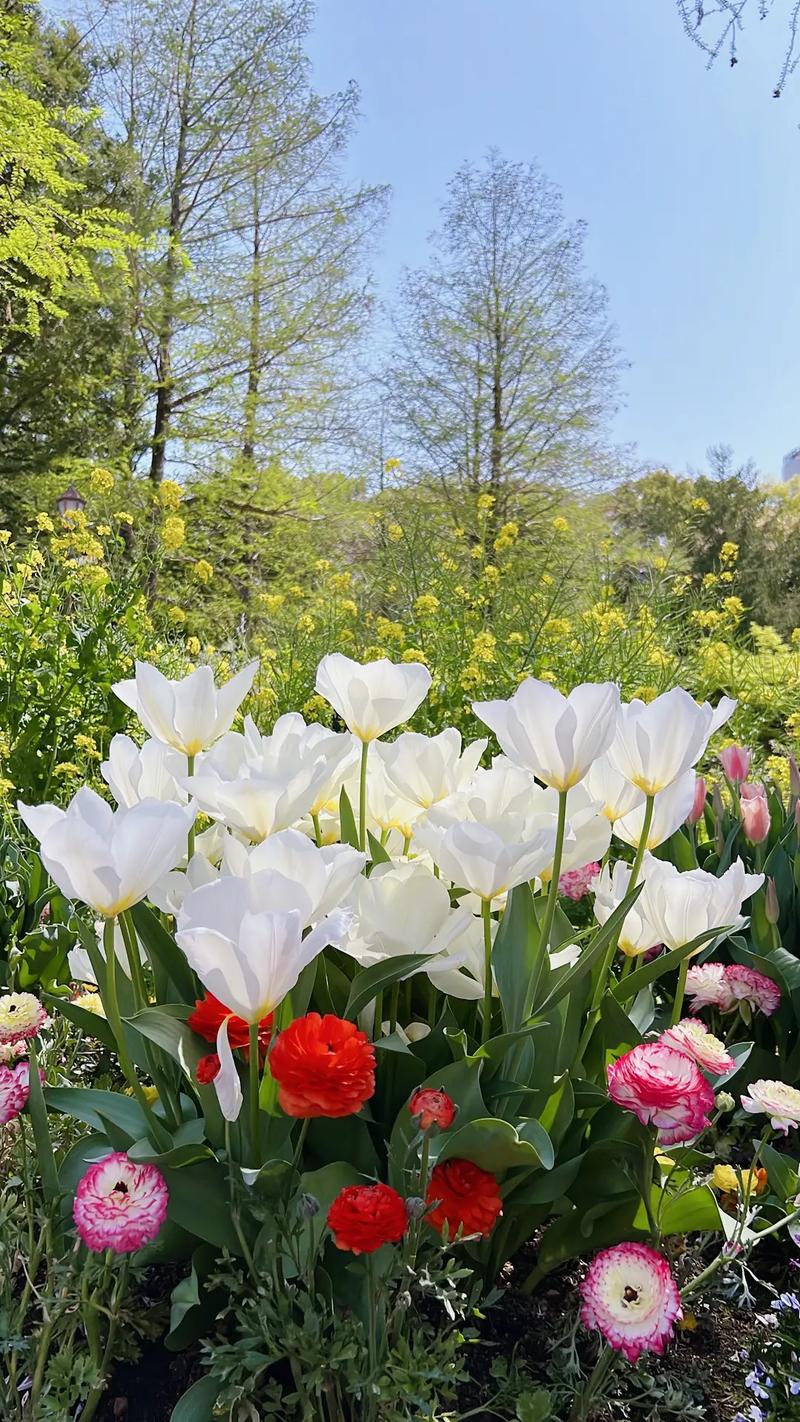 人无千日好花无百日红(花开花落终有时,人无)