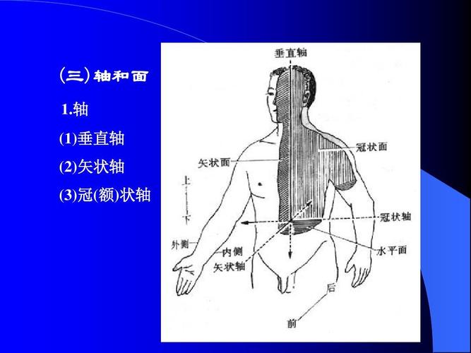 二十四种B型状示意图的含义(冠状轴和矢状轴示意图)