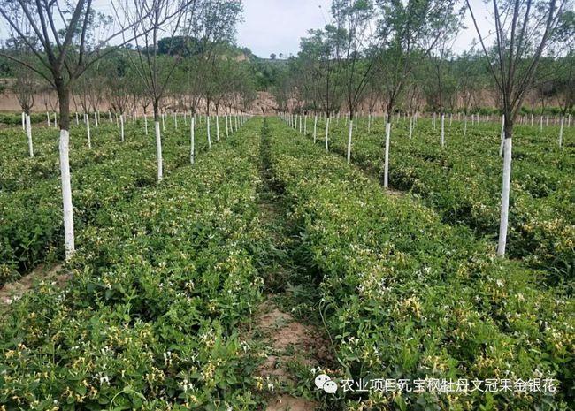 体罚TXL金银花(深入浅出TXL金银花原文笔趣阁)