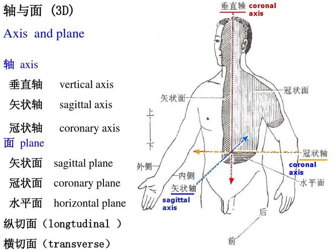 二十四种B型状示意图的含义(冠状轴和矢状轴示意图)