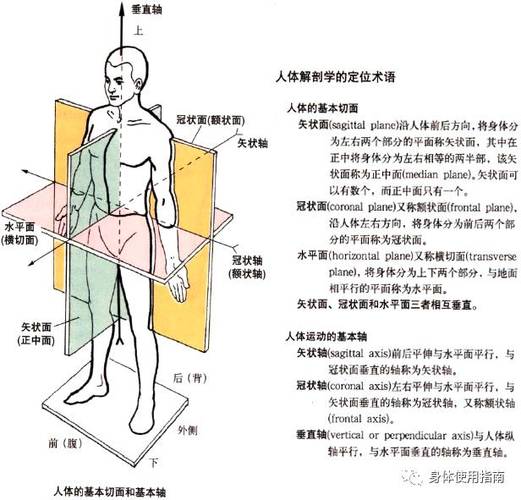 二十四种B型状示意图的含义(冠状轴和矢状轴示意图)