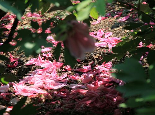 人无千日好花无百日红(花开花落终有时,人无)