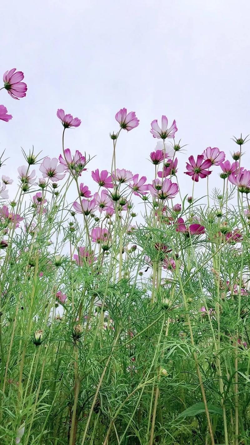 看视频赏花能赚钱吗(看视频赏花能赚钱吗是真的吗)