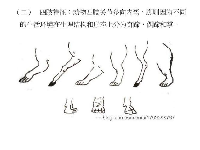 人与畜禽共性的视频(人畜相通的视频,揭秘共同生理特征)