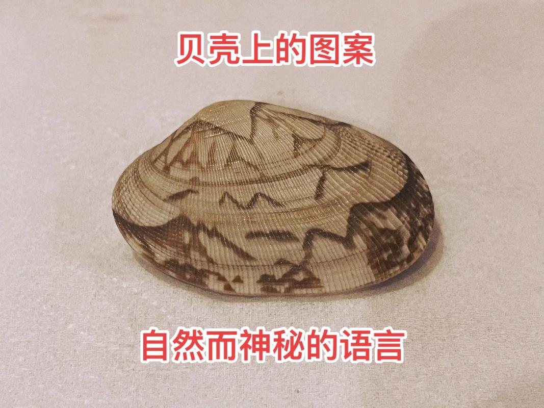 把腿再掰大点就能吃到贝壳(“把腿再掰大点就能吃到贝壳：轻松掌握食用技巧”)