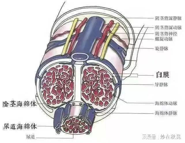 恢复海绵体最好的办法(恢复海绵体最好的办法：全面解析与实践指南)