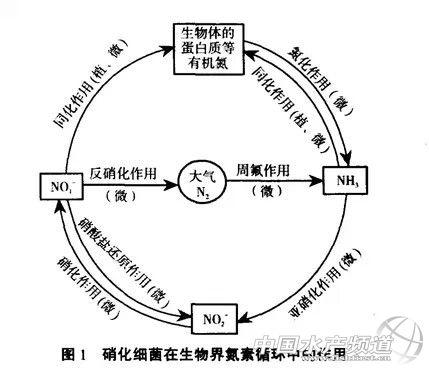 抑制细菌是什么意思(“抑制细菌：深入解析其含义与应用”)