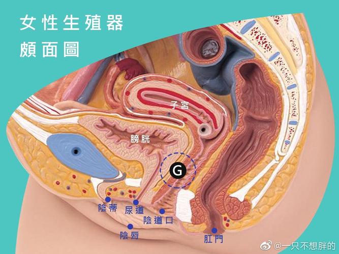 enigma顶开A的内腔(Enigma顶开A的内腔：深入解析其独特设计)