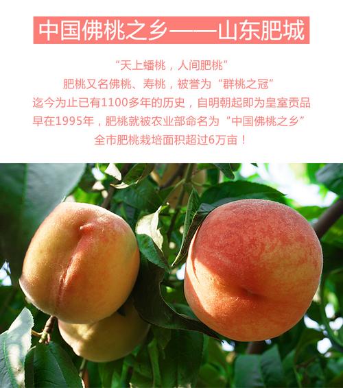 黄胖子林果青心雀斑水蜜桃(黄胖子林果青心雀斑水蜜桃介绍)