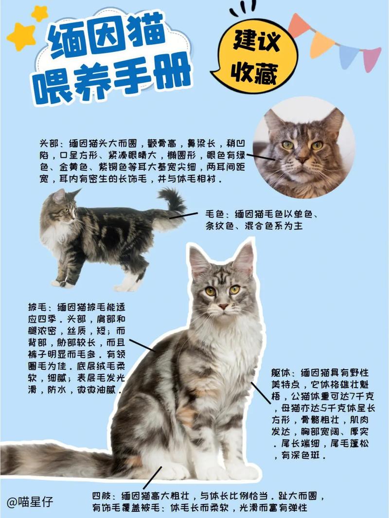 小猫咪饲养指南闻声有无(小猫咪饲养指南在线阅读)